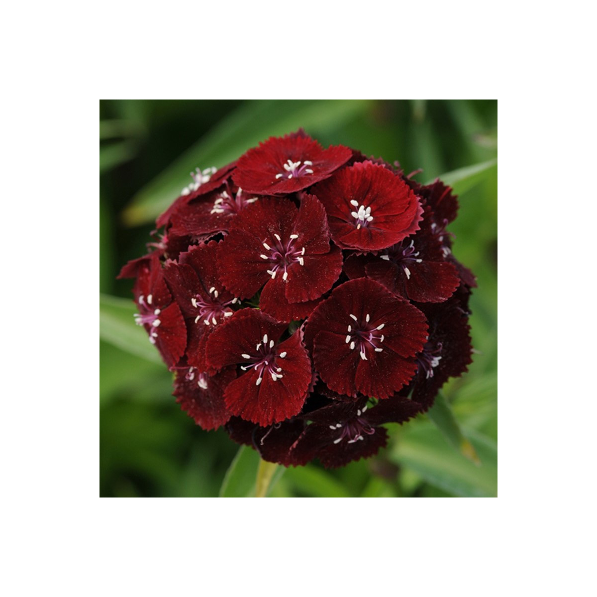Hvozdík bradatý Sweet Black Cherry F1 - Dianthus barbatus - semena - 20 ks