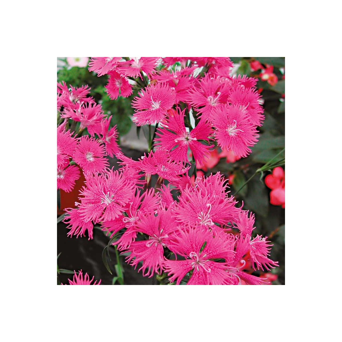 Hvozdík bradatý Bouquet Purple F1 - Dianthus barbatus - semena - 20 ks