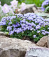 Nestařec Aloha modrý - Ageratum Aloha Blue - semena - 20 ks
