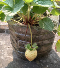 Jahodník Pineberry - Fragaria ananassa - prostokořenné sazenice - 2 ks