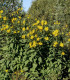 Topinambur - Helianthus tuberosus - prostokořenné sazenice - 1 ks
