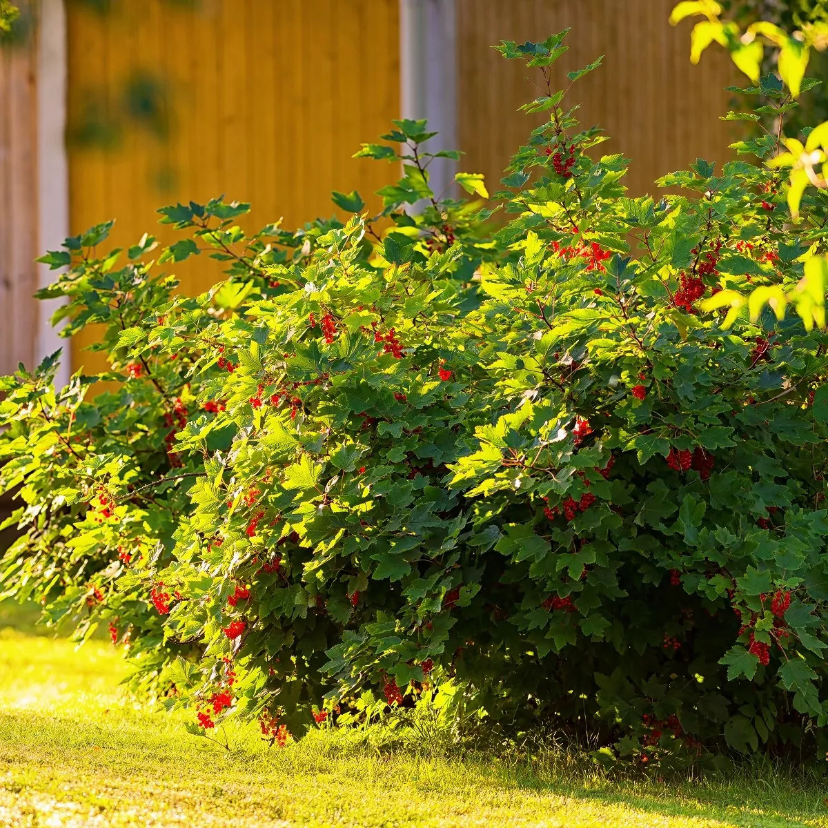 Rybíz červený - Ribes sylvestre - prostokořenné sazenice - 1 ks