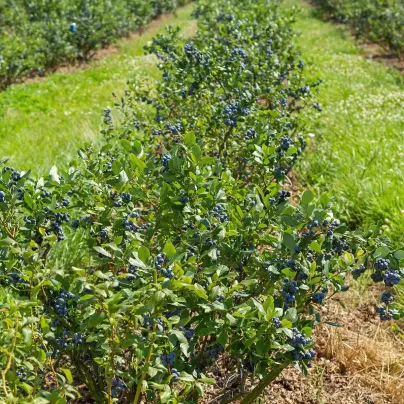 Borůvka americká modrá - Vaccinium corymbosum - prostokořenné sazenice - 1 ks