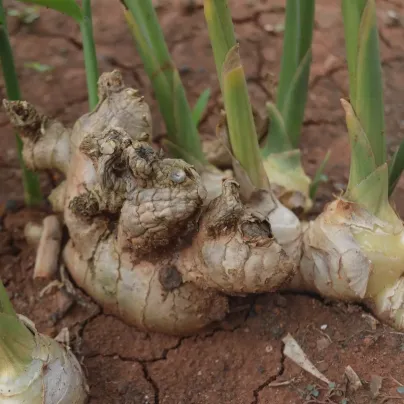 Zázvor - Zingiber - prostokořenné sazenice - 1 ks