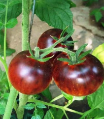 BIO Rajče Black Trifele - Solanum lycopersicum - bio semena - 7 ks