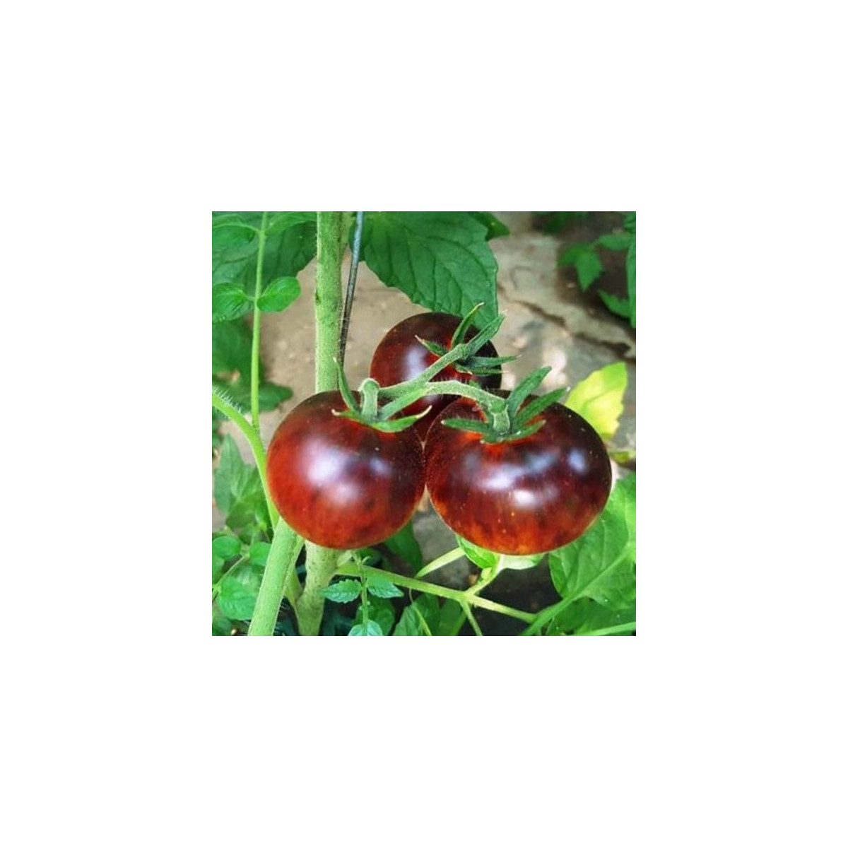 BIO Rajče Black Trifele - Solanum lycopersicum - bio semena - 7 ks