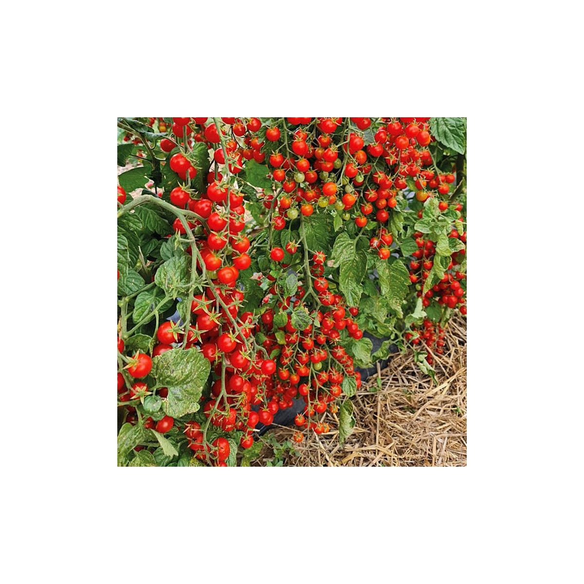 Rajče Perlino červené F1 - Solanum lycopersicum - semena - 6 ks