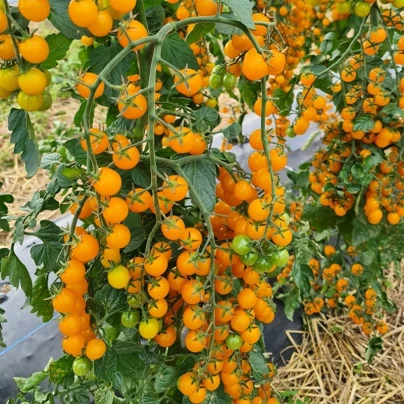Rajče Perlino žluté F1 - Solanum lycopersicum - semena - 6 ks