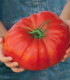 Rajče Gigantomo - Solanum lycopersicum - semena - 5 ks
