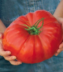 Rajče Gigantomo - Solanum lycopersicum - semena - 5 ks