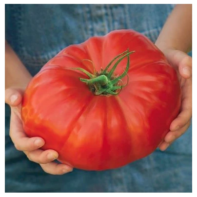 Rajče Gigantomo - Solanum lycopersicum - semena - 5 ks