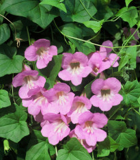 Asarina pnoucí Mystic Rose - Asarina scandens - semena - 20 ks