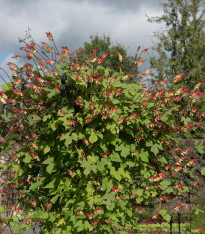 Povíjnice laločnatá Jungle Queen - Ipomoea lobata - semena - 15 ks