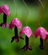 Rodochiton Purple Bells - Rhodochiton atrosanguineus - semena - 6 ks