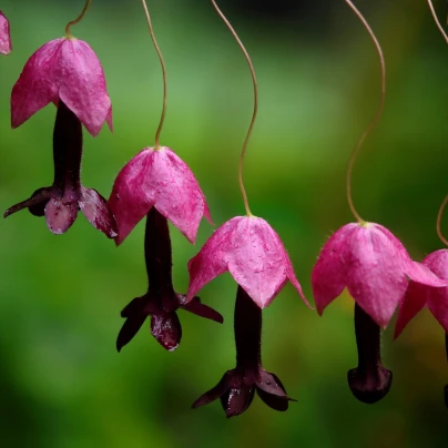 Rodochiton Purple Bells - Rhodochiton atrosanguineus - semena - 6 ks