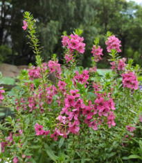Angelonie úzkolistá Serenita pink - Angelonia angustifolia - semena - 6 ks