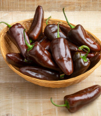 BIO Paprika Sweet Chocolate - Capsicum annuum - bio semena - 7 ks