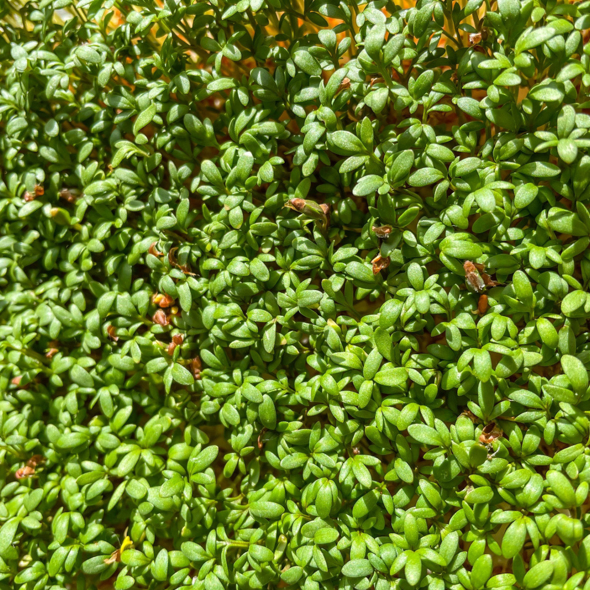 BIO Řeřicha Sprint - Lepidium sativum - bio semena - 120 ks