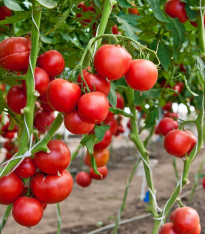 BIO Rajče Hamlet F1 - Solanum lycopersicum - bio semena - 6 ks