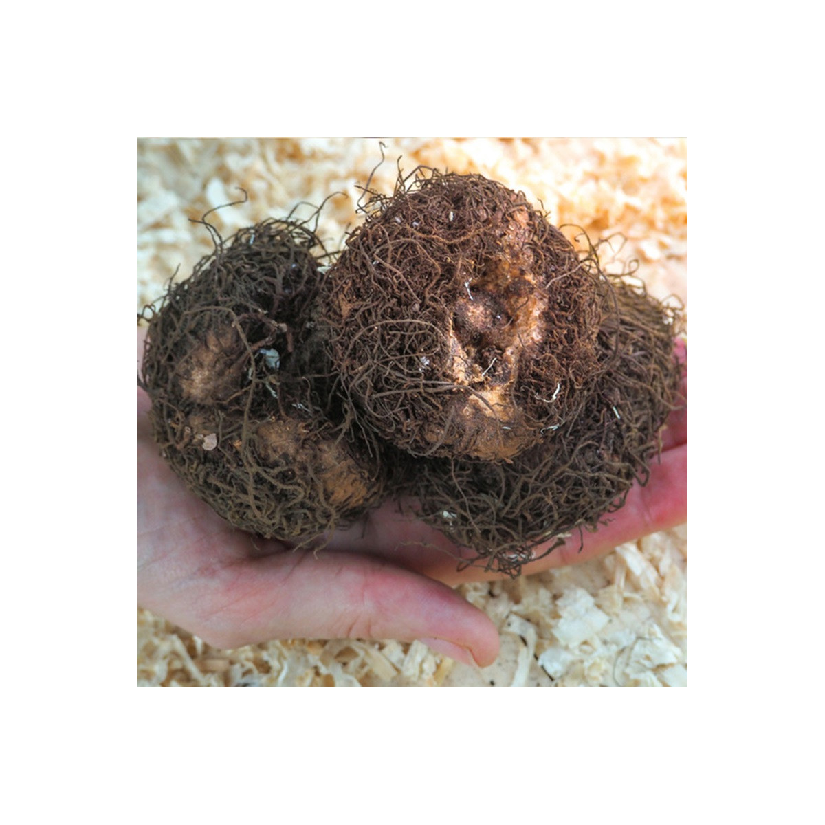 Begonie růžová - Begonia pendula maxima - cibuloviny - 2 ks