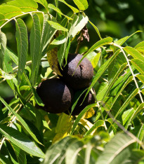 Ořešák černý - Juglans nigra - semena - 2 ks