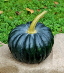 BIO Dýně Black Futsu - Cucurbita moschata - bio semena - 7 ks