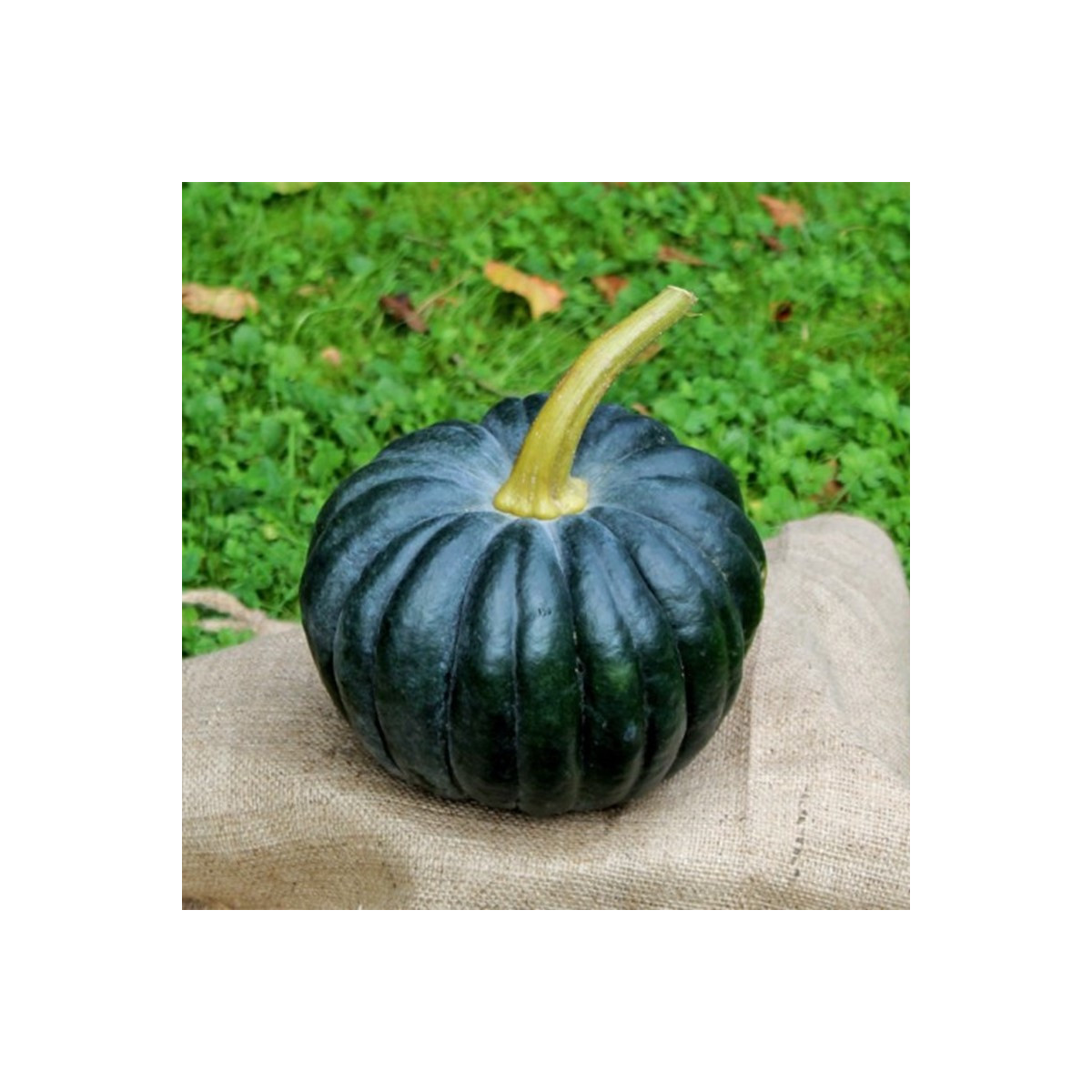 BIO Dýně Black Futsu - Cucurbita moschata - bio semena - 7 ks