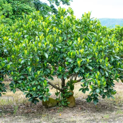 Chlebovník různolistý - Artocarpus heterophyllus - semena - 2 ks