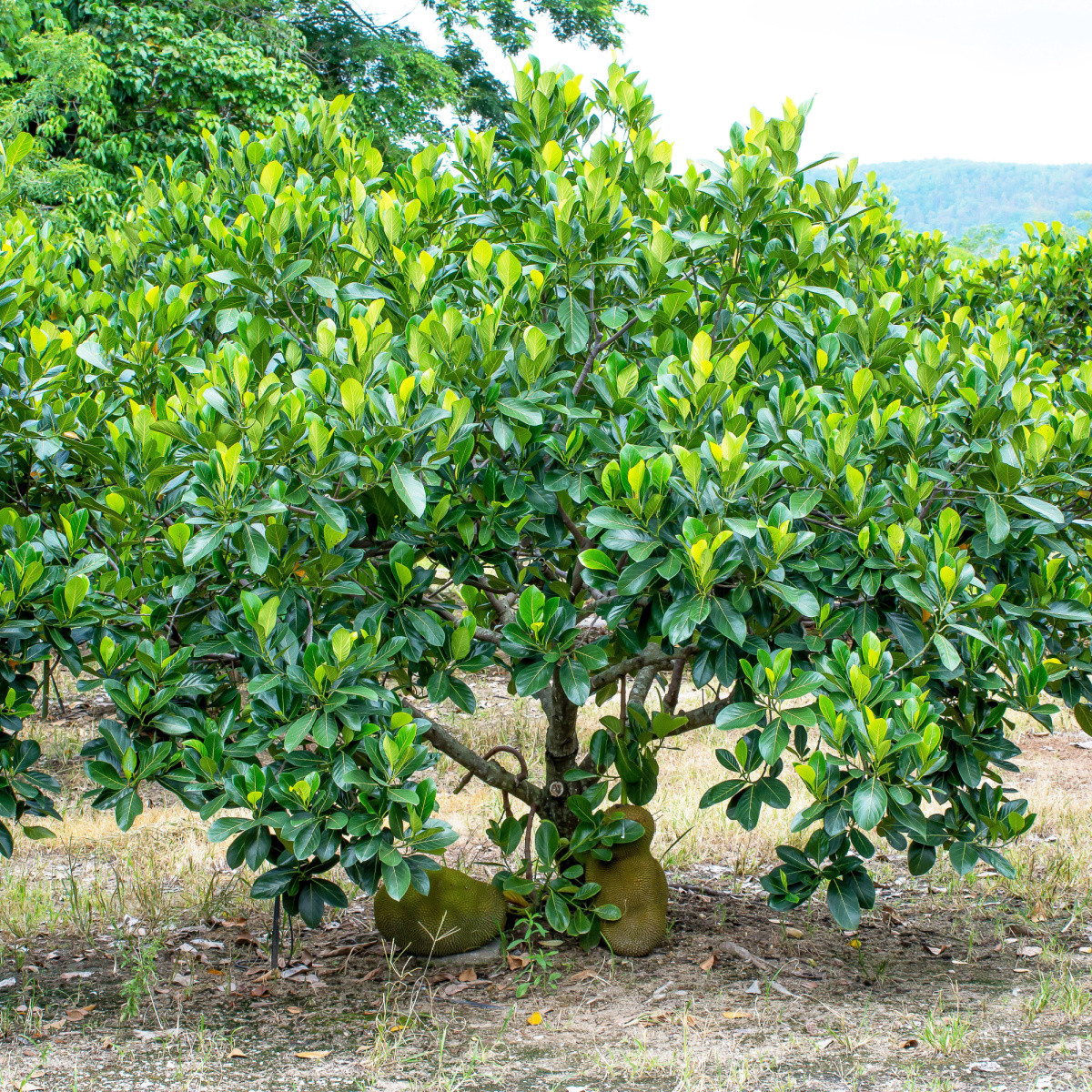 Chlebovník různolistý - Artocarpus heterophyllus - semena - 2 ks