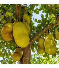 Chlebovník různolistý - Artocarpus heterophyllus - semena - 2 ks