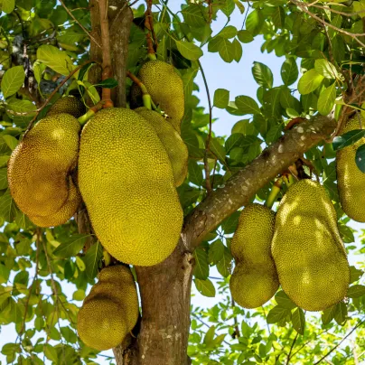Chlebovník různolistý - Artocarpus heterophyllus - semena - 2 ks
