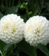 Jiřinka White Aster - Dahlia - cibuloviny - 1 ks
