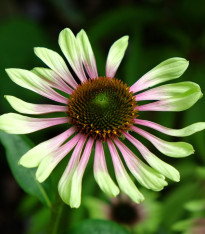 Třapatkovka Green Twister - Echinacea purpurea - prostokořenné sazenice - 1 ks