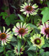 Třapatkovka Green Twister - Echinacea purpurea - prostokořenné sazenice - 1 ks