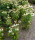 Třapatkovka White Swan - Echinacea purpurea - prostokořenné sazenice - 1 ks