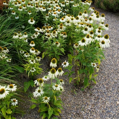 Třapatkovka White Swan - Echinacea purpurea - prostokořenné sazenice - 1 ks