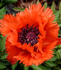 Mák východní Turkenlouis - Papaver orientale - prostokořenné sazenice - 1 ks