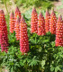 Lupina červená - Lupinus polyphyllus - prostokořenné sazenice - 1 ks