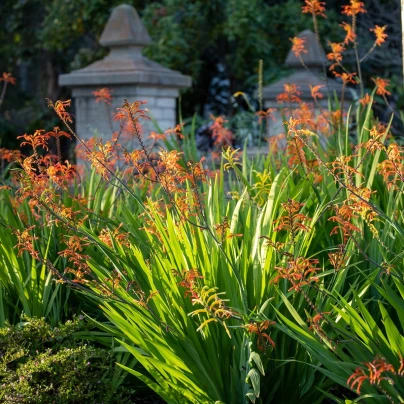 Chasmanthe - Chasmanthe saturnus - cibuloviny - 2 ks