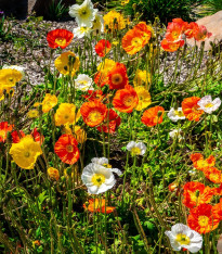 Mák nahoprutý Champagne Bubbles Classic mix - Papaver nudicaule - semena - 20 ks