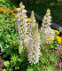 Lupina bílá - Lupinus polyphyllus - prostokořenné sazenice - 1 ks