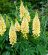 Lupina žlutá - Lupinus polyphyllus - prostokořenné sazenice - 1 ks