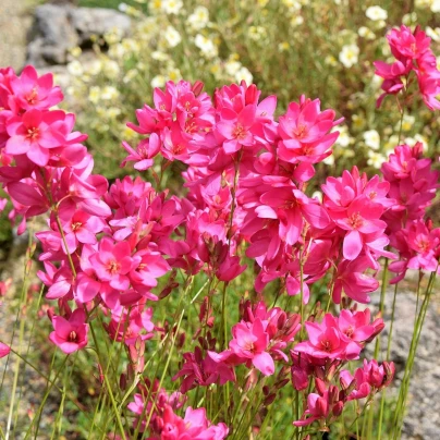 Duhovice Venus - Ixias - cibuloviny - 3 ks