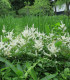 Čechrava japonská Deutschland - Astilbe japonica - cibuloviny - 1 ks