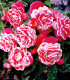 Begonie Camellia - Begonia - cibuloviny - 2 ks