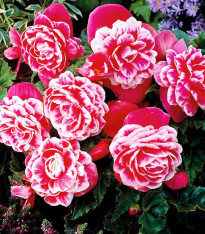Begonie Camellia - Begonia - cibuloviny - 2 ks