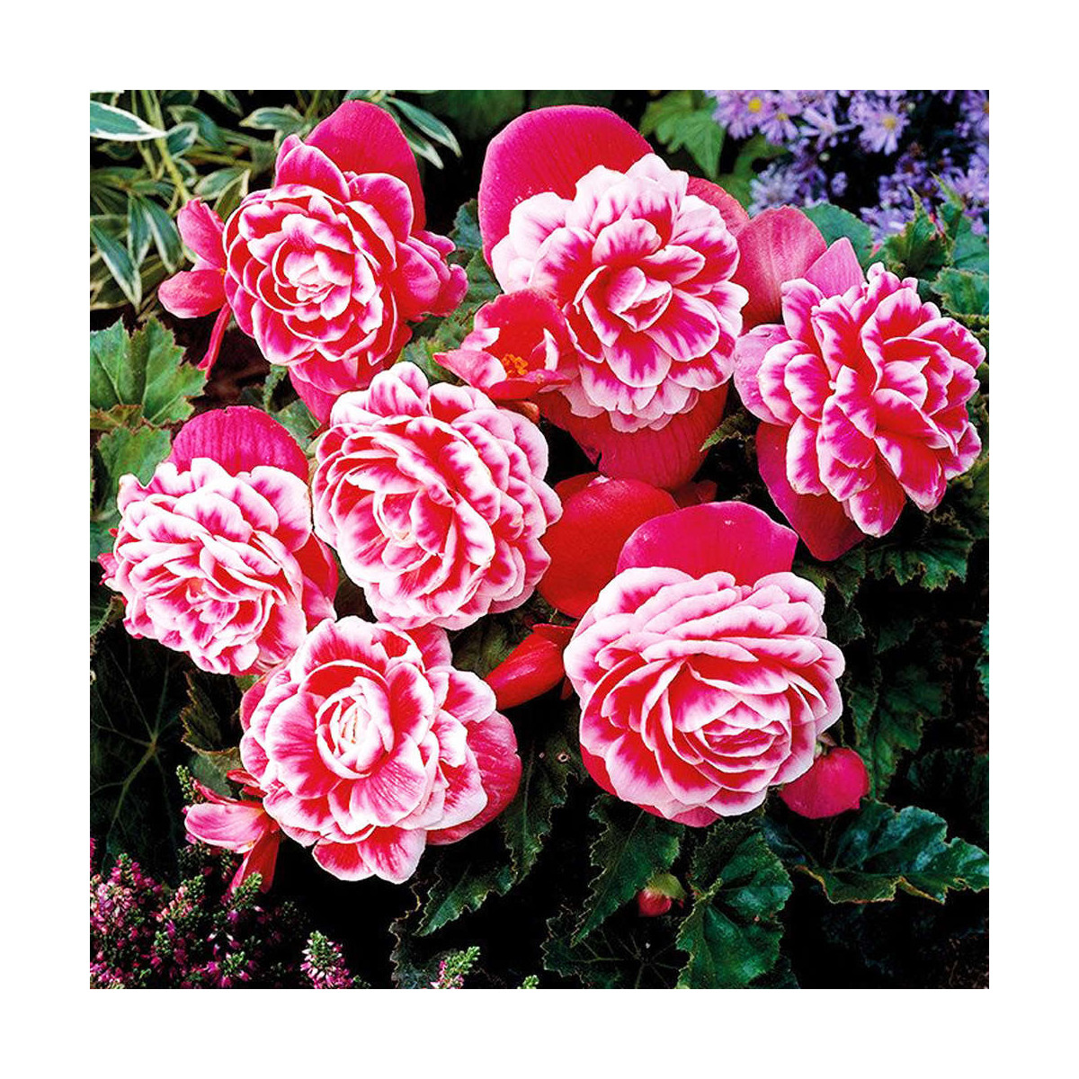 Begonie Camellia - Begonia - cibuloviny - 2 ks