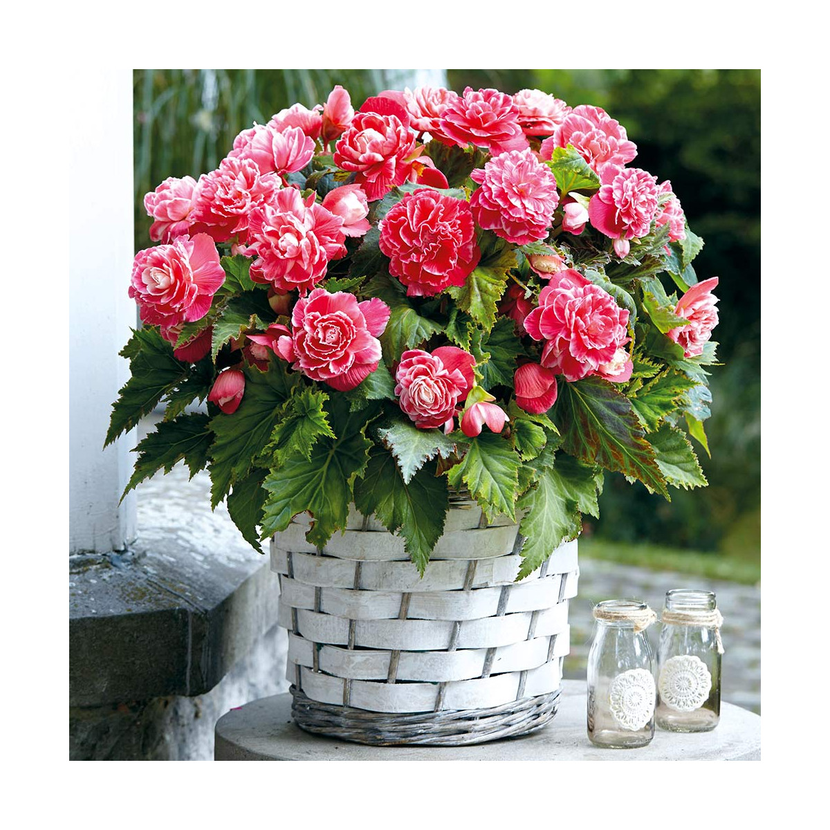 Begonie Camellia - Begonia - cibuloviny - 2 ks