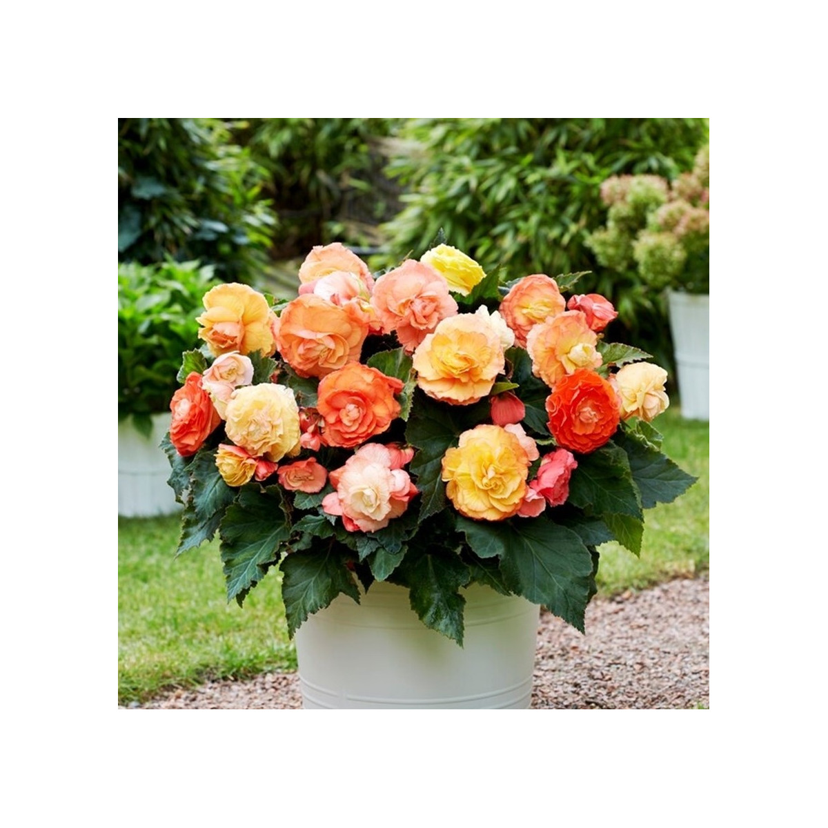 Begonie plnokvětá Bolero - Begonia superba - cibuloviny - 2 ks