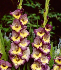 Mečík Dynamite - Gladiolus - cibuloviny - 3 ks